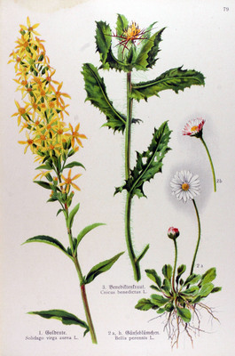 La Pâquerette des bois, Bellis sylvestris