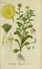 Le Souci officinal, Calendula officinalis