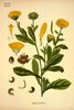 Le Souci officinal, Calendula officinalis