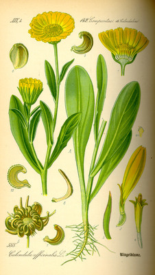 Le Souci officinal (Calendula officinalis)