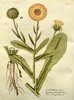 Le Souci officinal, Calendula officinalis