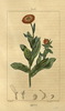Le Souci officinal, Calendula officinalis