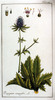 Le Panicaut champêtre, Eryngium campestre