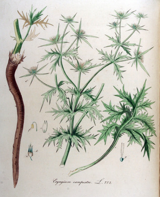 Le Panicaut champêtre, Eryngium campestre
