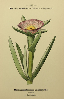 La Figue des Hottentots, Carpobrotus edulis
