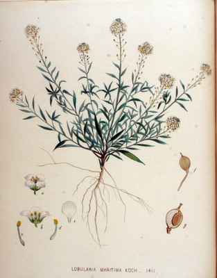 L'Alysson maritime (Lobularia maritima)