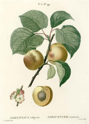 L'Abricotier (Prunus armeniaca)