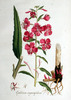 L'Épilobe en épi, Epilobium angustifolium