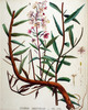 L'Épilobe en épi, Epilobium angustifolium