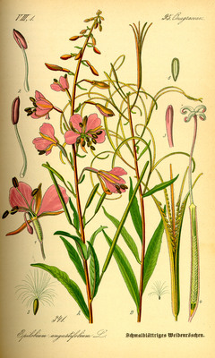 L'Épilobe en épi (Epilobium angustifolium)