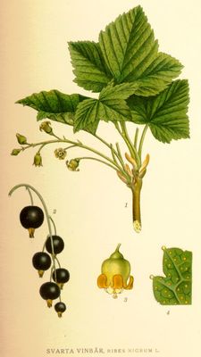 Le Cassissier, Ribes nigrum