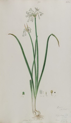 L'Ail à trois angles (Allium triquetrum)