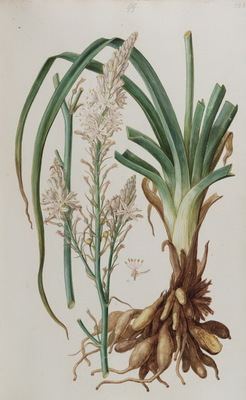 L'Asphodèle ramifié, Asphodelus ramosus