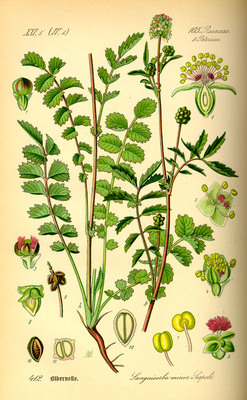 La Pimprenelle, Sanguisorba minor