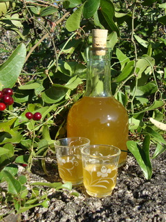 Liqueur de fleurs de salsepareille