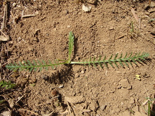 Achillée millefeuille