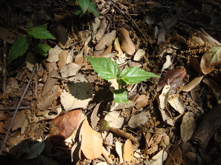 Micocoulier de Provence